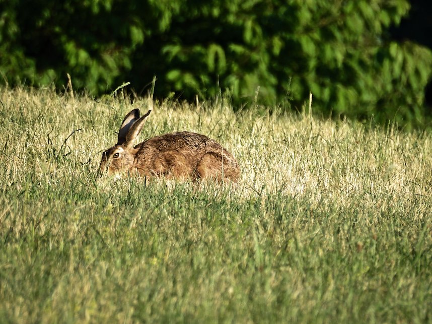 Natur pur bei am Neust&auml;dter Rosenteich