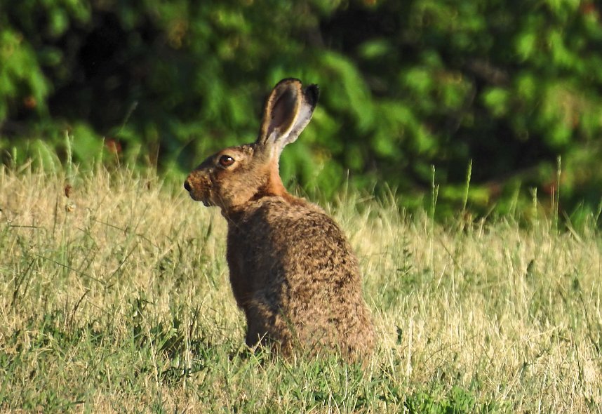Natur pur bei am Neust&auml;dter Rosenteich