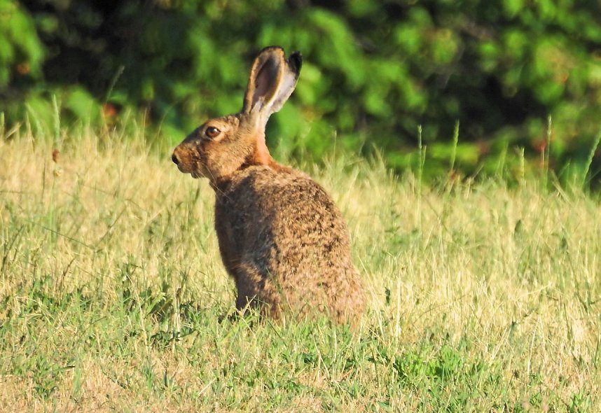 Natur pur bei am Neust&auml;dter Rosenteich