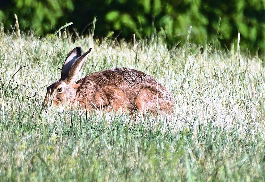 Natur pur bei am Neust&auml;dter Rosenteich