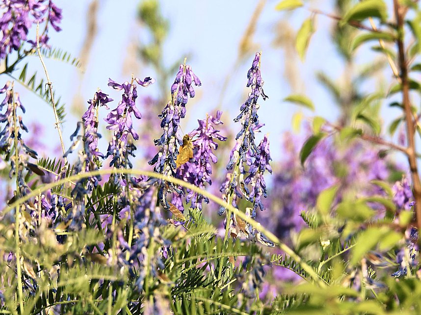 Natur pur bei am Neust&auml;dter Rosenteich