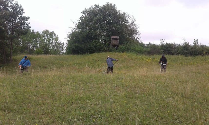 Gegen das Insektensterben