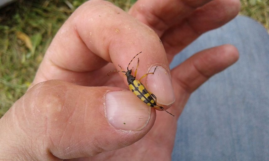 Gegen das Insektensterben