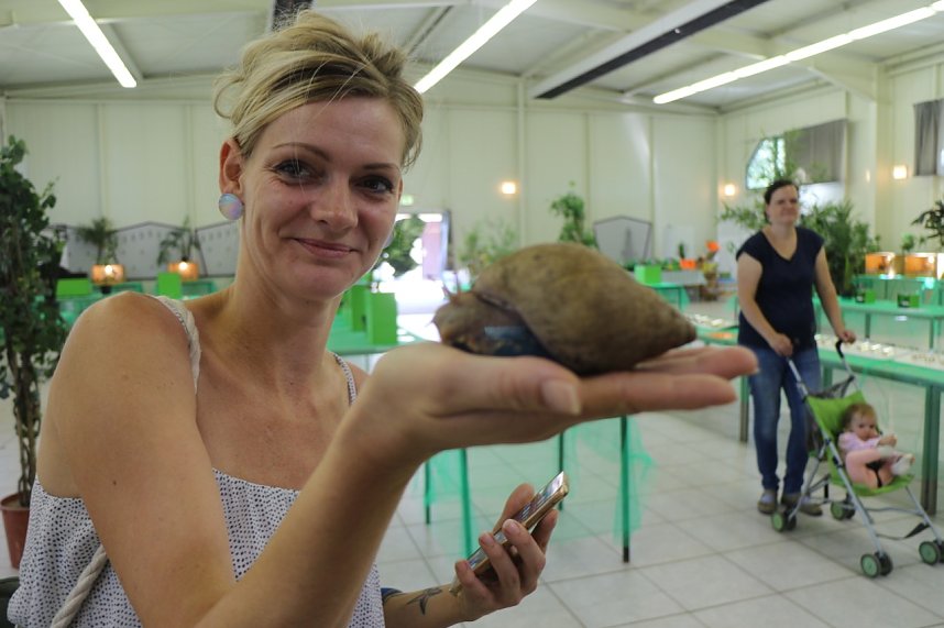 Spinnen- und Insektenschau in Sundhausen