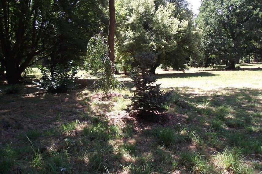 Noch gr&uuml;nt es im Park Hohenrode