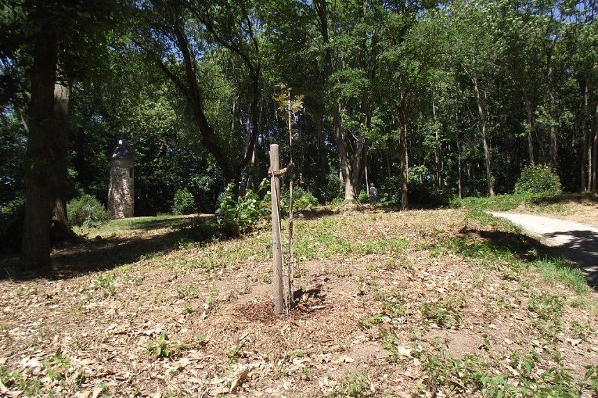 Noch gr&uuml;nt es im Park Hohenrode