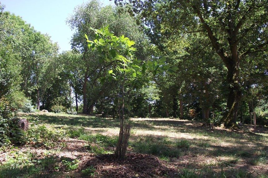 Noch gr&uuml;nt es im Park Hohenrode