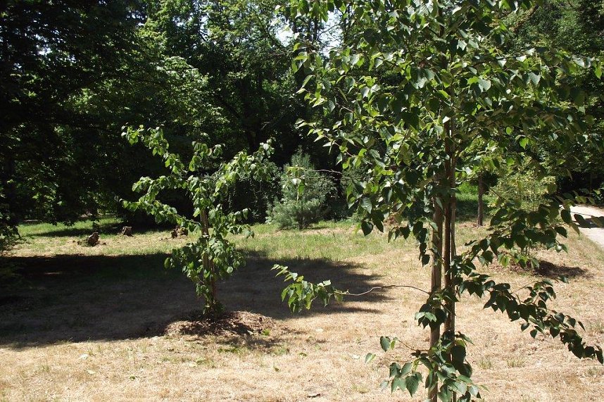 Noch gr&uuml;nt es im Park Hohenrode