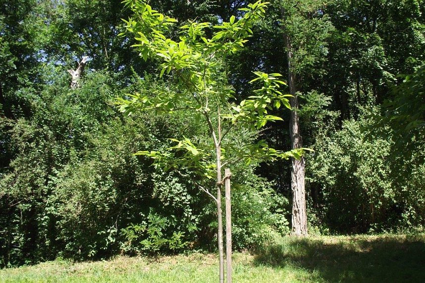 Noch gr&uuml;nt es im Park Hohenrode