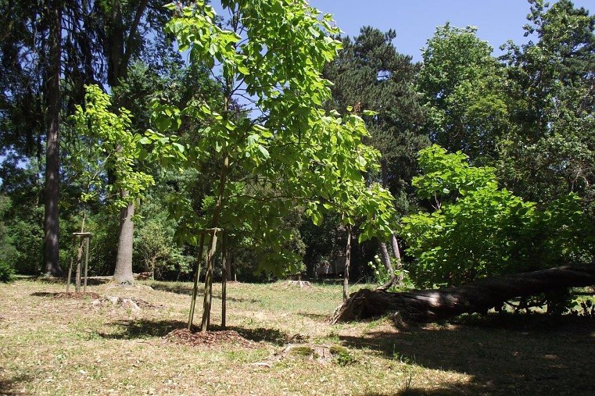 Noch gr&uuml;nt es im Park Hohenrode