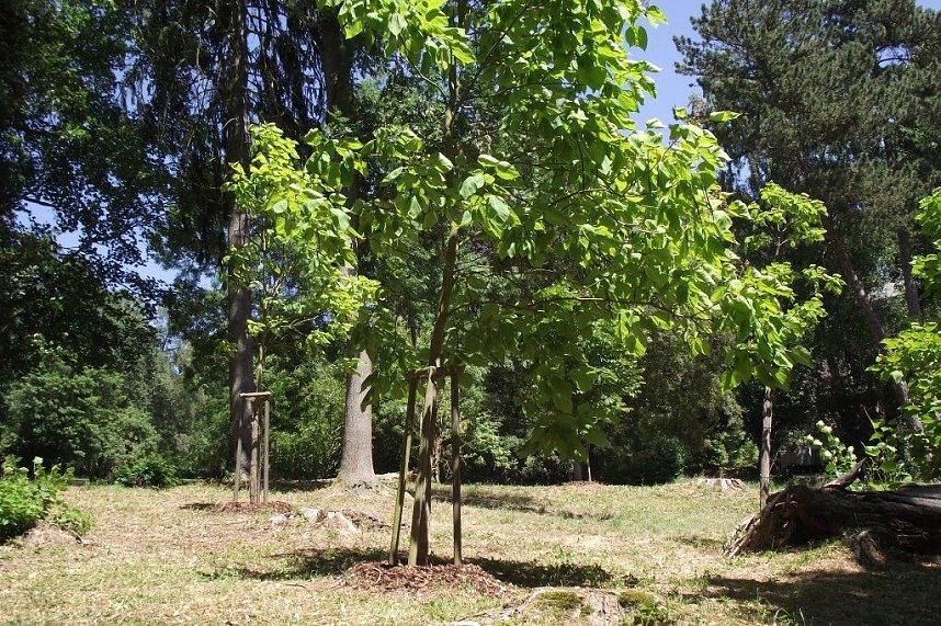 Noch gr&uuml;nt es im Park Hohenrode