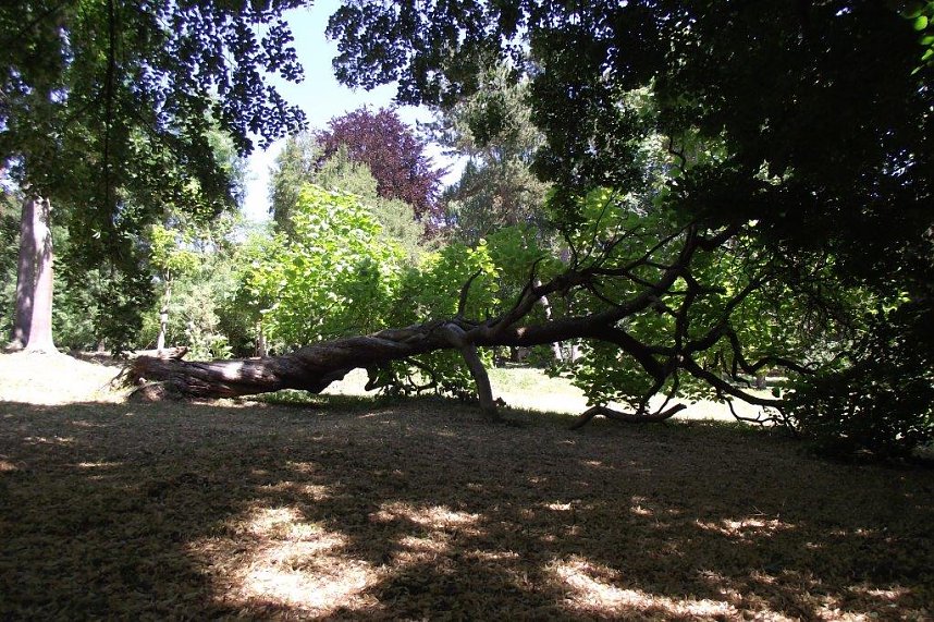 Noch gr&uuml;nt es im Park Hohenrode