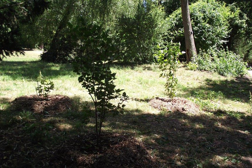 Noch gr&uuml;nt es im Park Hohenrode