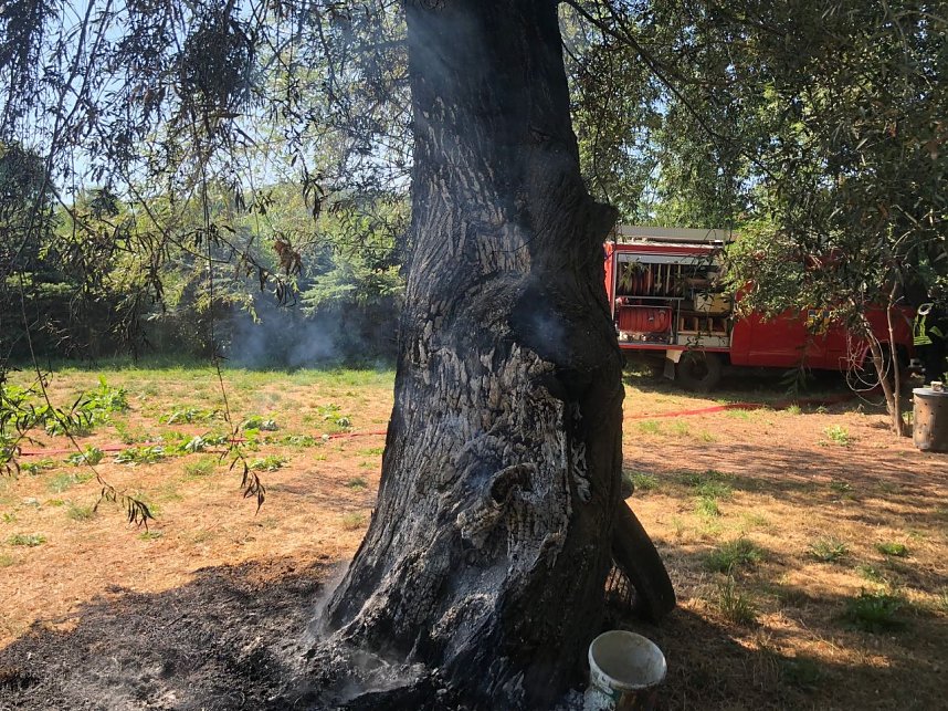Baum angez&uuml;ndet