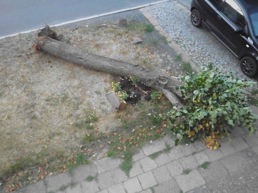 Nachruf auf eine Ilfelder Linde