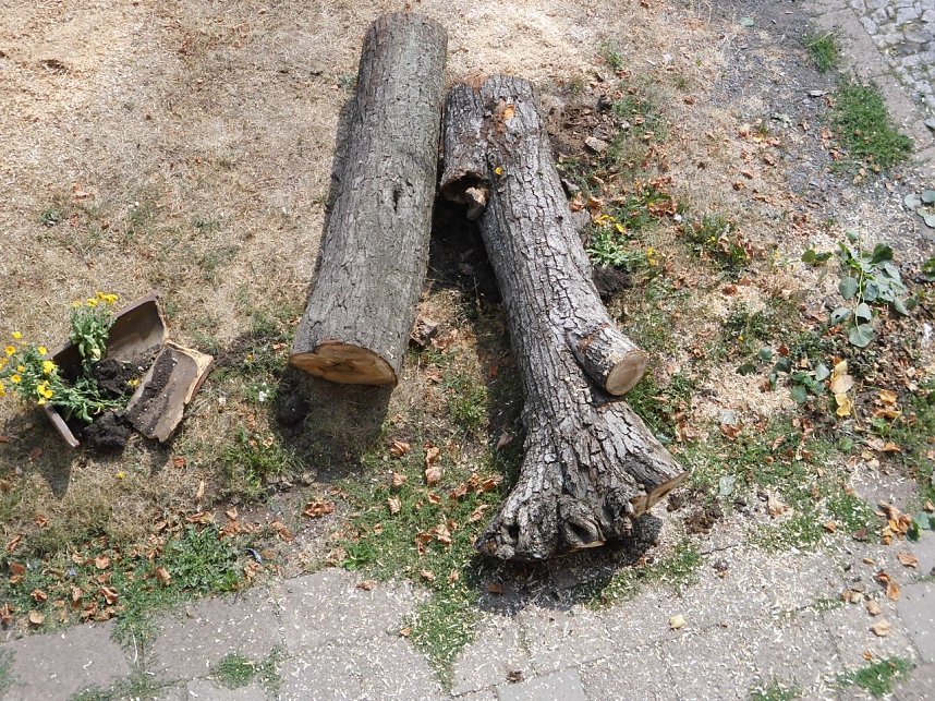 Nachruf auf eine Ilfelder Linde