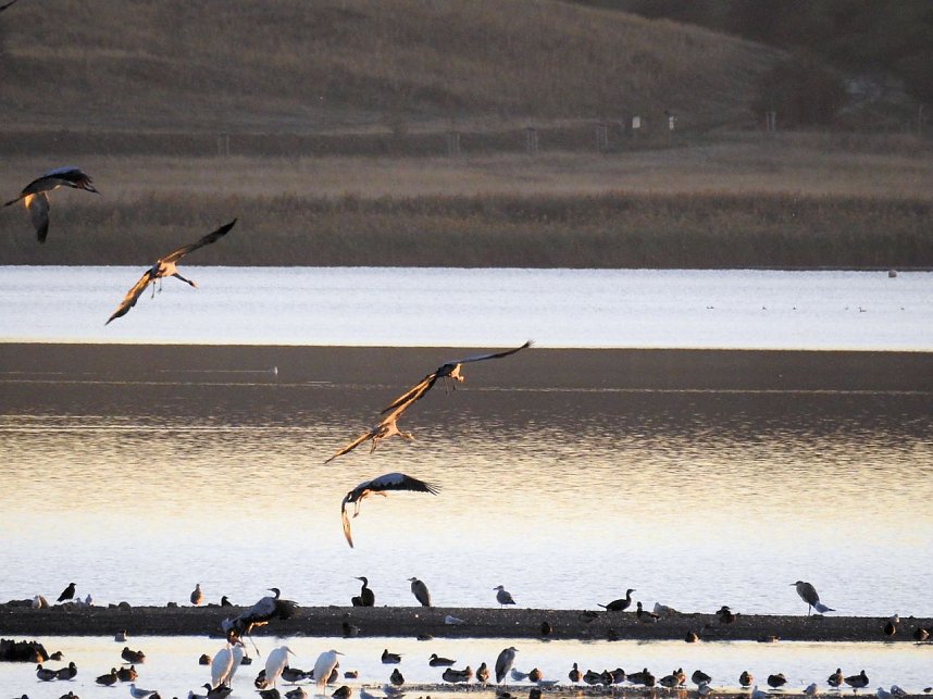 Die Vorboten flogen an