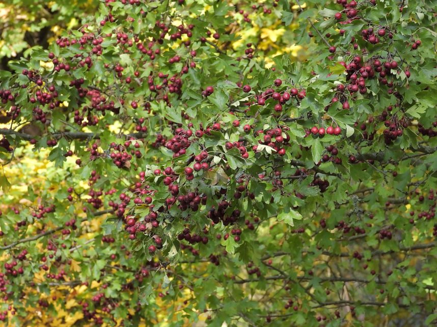 Herbstlicher Spaziergang