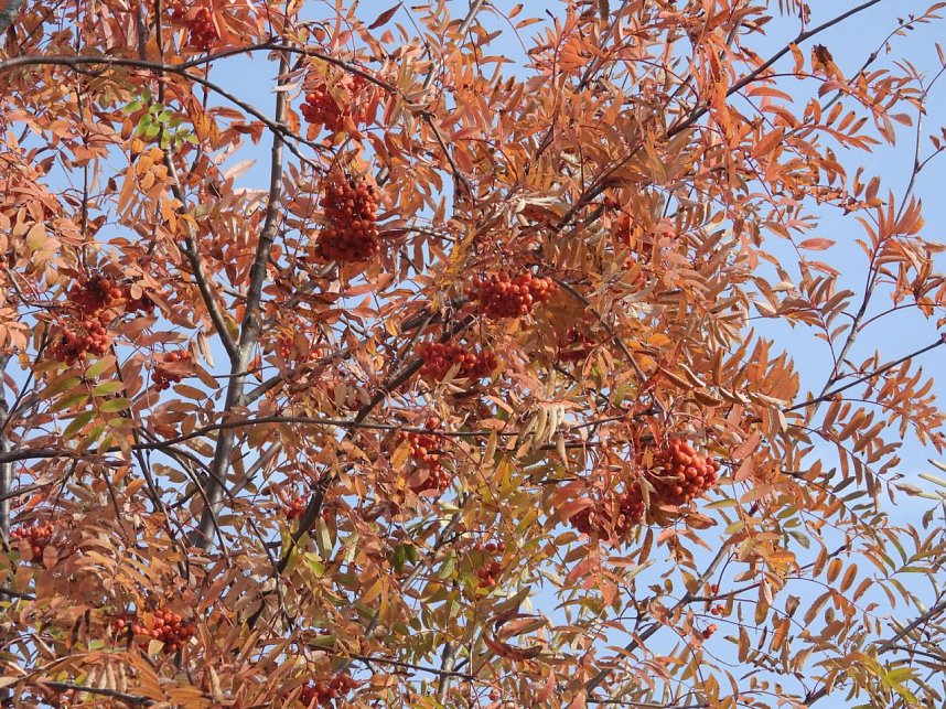 Herbstlicher Spaziergang