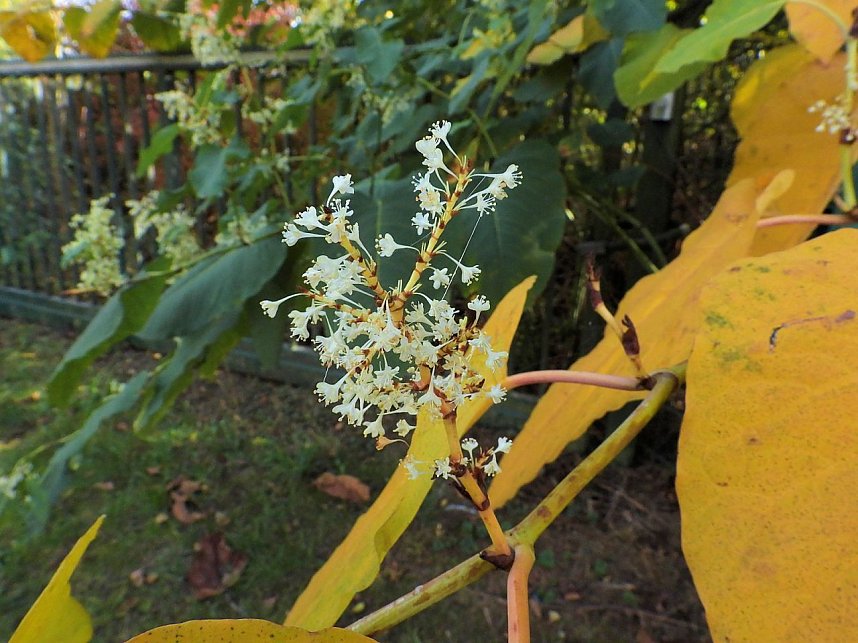Herbstlicher Spaziergang