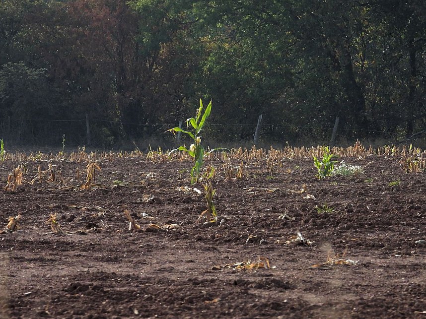 Herbstlicher Spaziergang