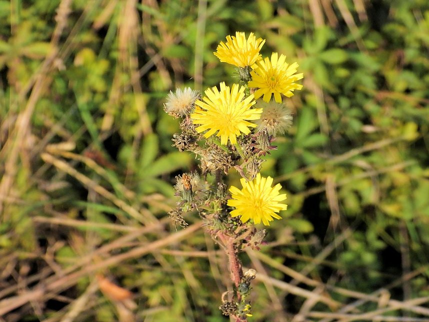 Herbstlicher Spaziergang