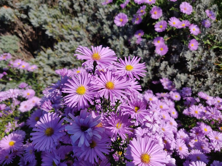 Farbenpracht auf dem Petersberg und in der Luft