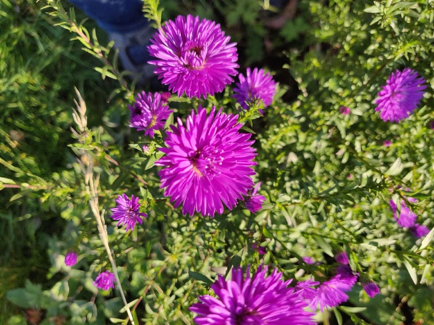 Farbenpracht auf dem Petersberg und in der Luft