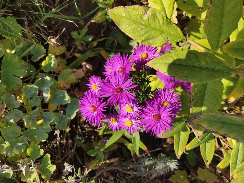 Farbenpracht auf dem Petersberg und in der Luft