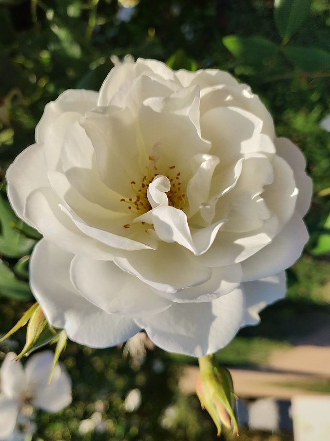 Farbenpracht auf dem Petersberg und in der Luft