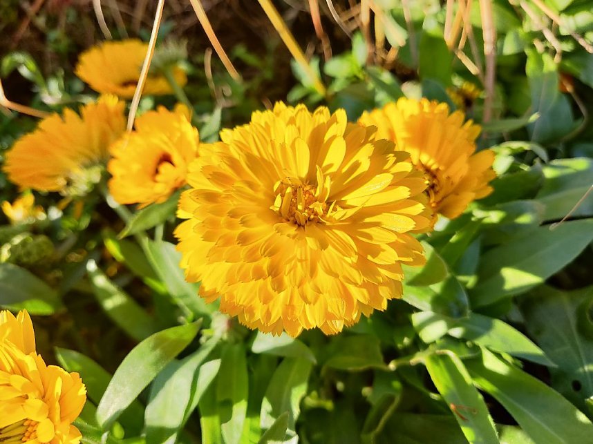 Farbenpracht auf dem Petersberg und in der Luft