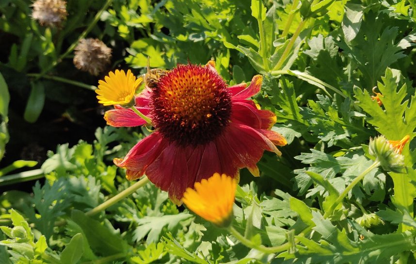 Farbenpracht auf dem Petersberg und in der Luft