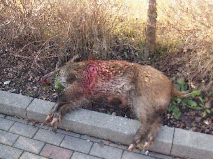 Fahnung nach Schweinen