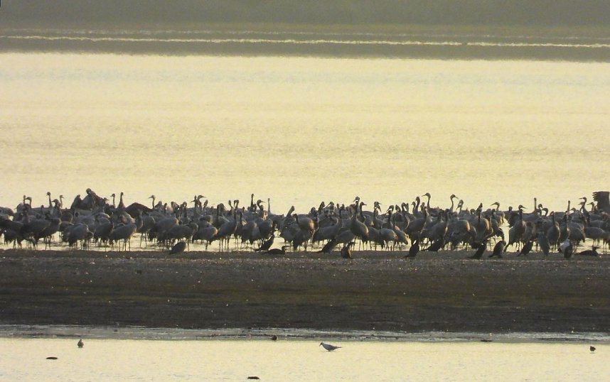 Abschied von den Kranichen