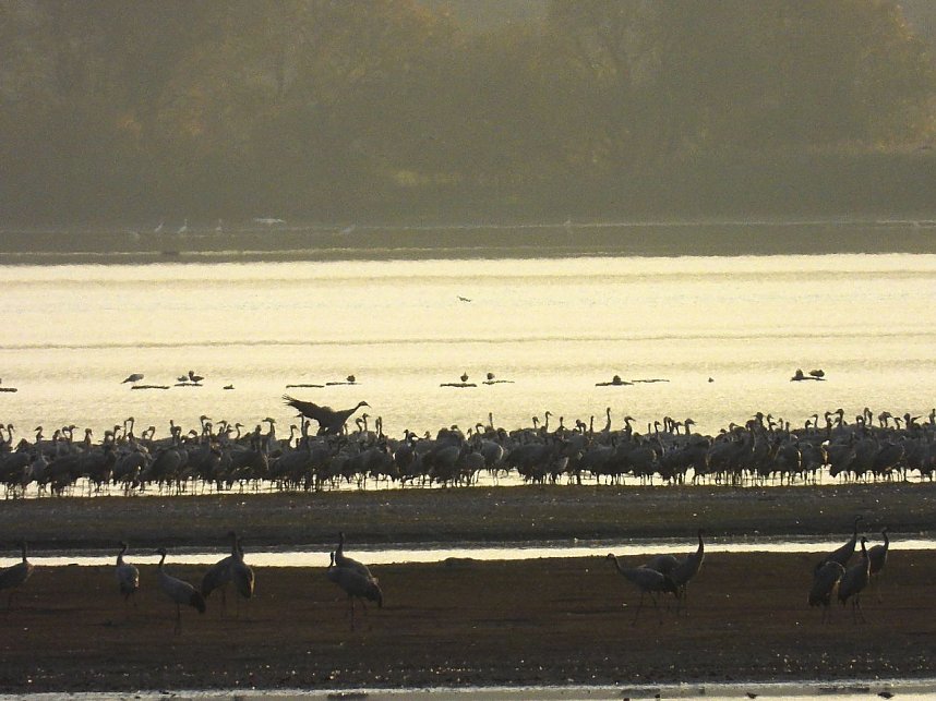 Abschied von den Kranichen