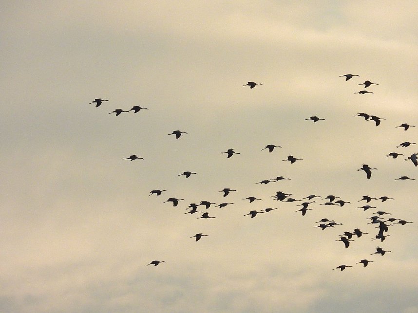 Abschied von den Kranichen