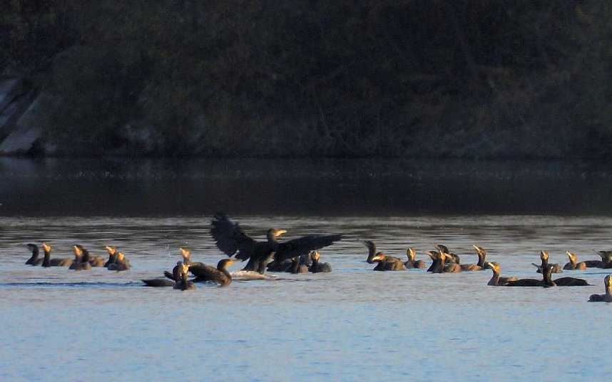 Eine Runde Kiesteich