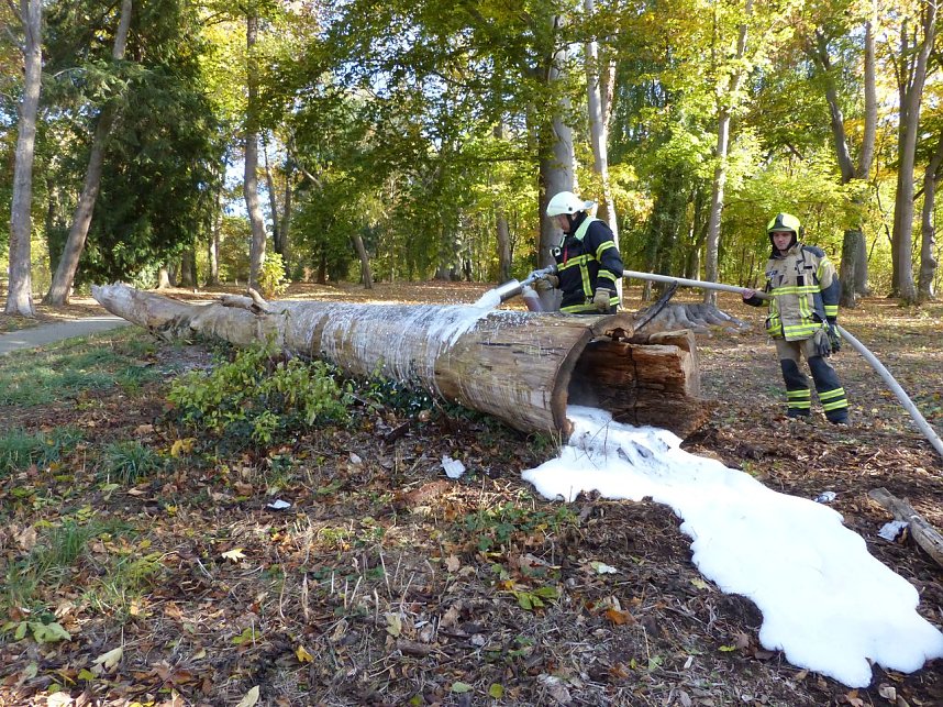 Hohler Baumstamm wurde in Brand gesetzt