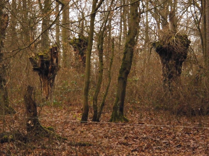 Natur pur, in jeder Hinsicht