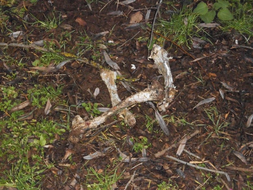 Natur pur, in jeder Hinsicht