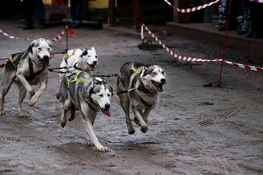 Hundeschlittenrennen in Pullman City
