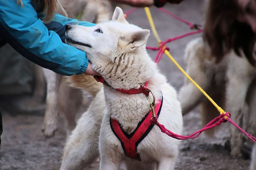 Hundeschlittenrennen in Pullman City