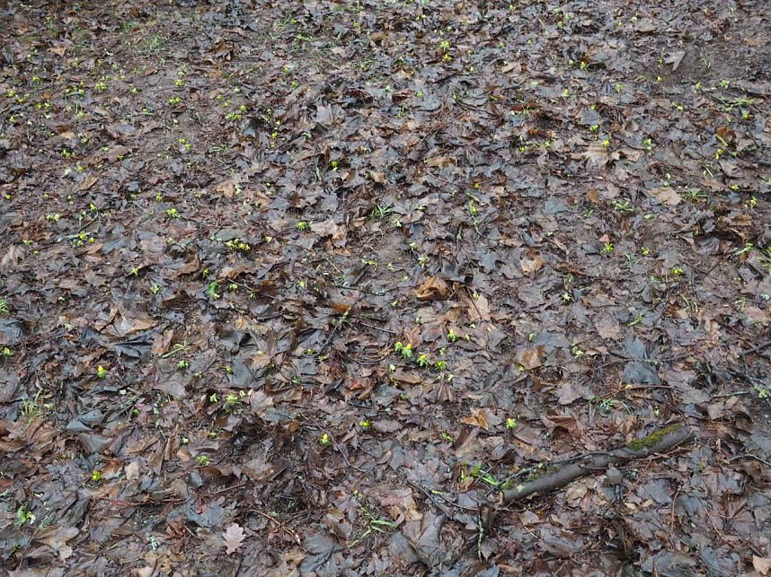 Die ersten Fr&uuml;hlingsboten?