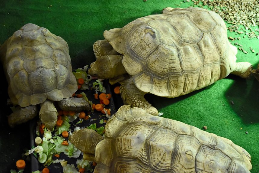 Reptilien Ausstellung