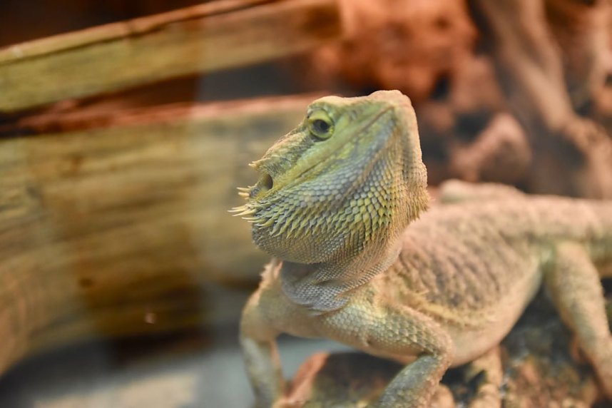 Reptilien Ausstellung