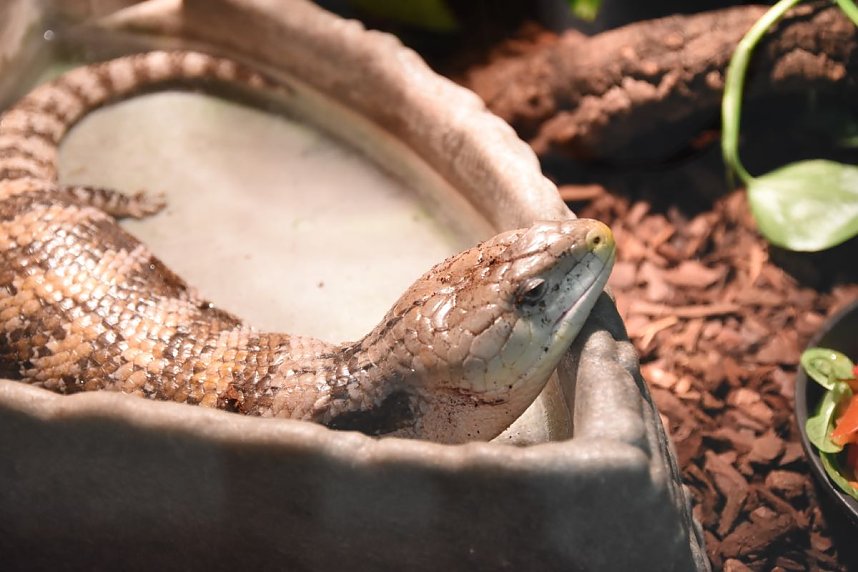 Reptilien Ausstellung