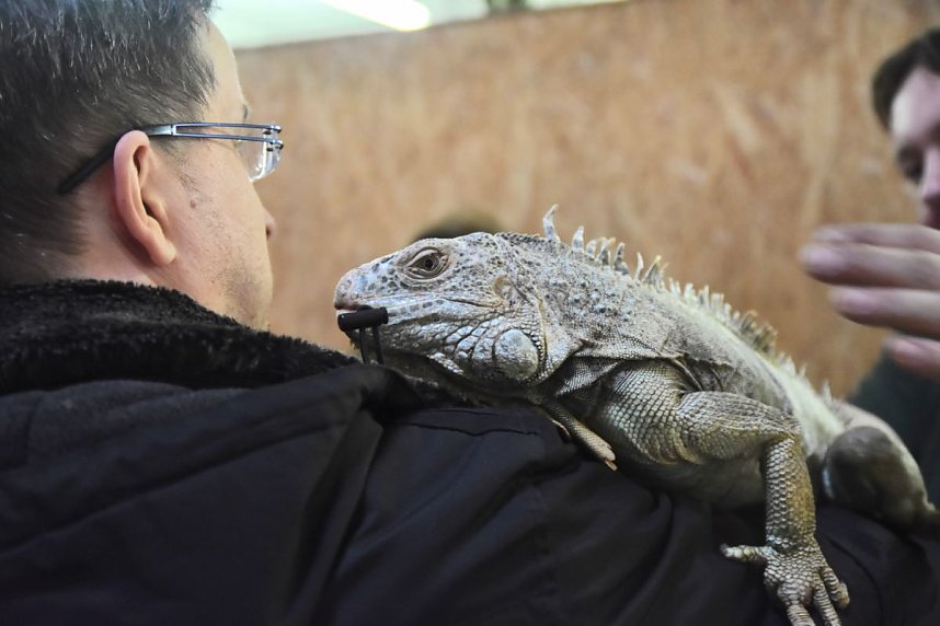 Reptilien Ausstellung