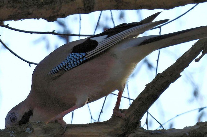 Fr&uuml;hbl&uuml;her im Park Hohenrode