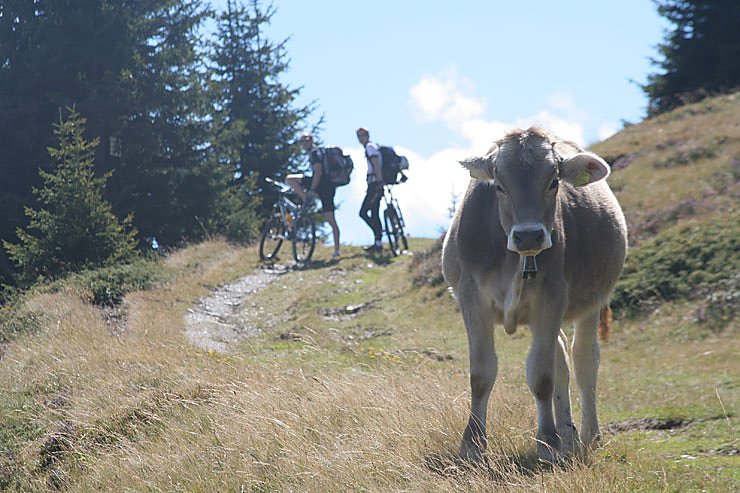 K&uuml;he. &Uuml;berall K&uuml;he.