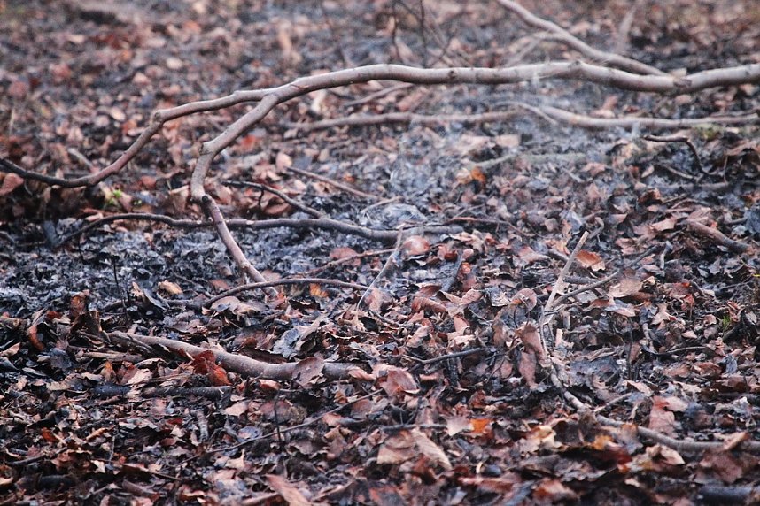 Fl&auml;chenbrand bei Gro&szlig;lohra